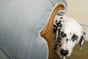 Nervous Dalmatian Peeking Behind Chair Wallpaper