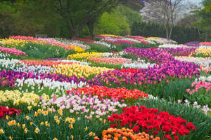 Netherlands Colorful Tulip Garden Wallpaper