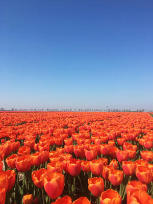 Netherlands Tulip Park Wallpaper