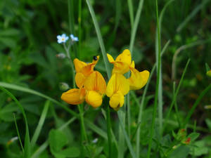 New Blooms Of Fenugreek Flowers Wallpaper