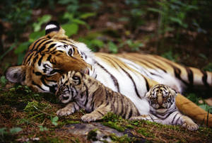 New Born Baby Tigers Wallpaper