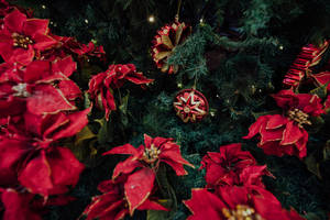 New Year's Poinsettia Decoration And Ornaments Wallpaper