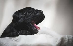 Newborn Cane Corso Pup Wallpaper