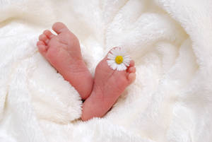 Newborn Delicacy - Baby's Feet With Daisy Flower Wallpaper