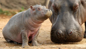 Newborn Hippopotamus Beside Its Mother Wallpaper