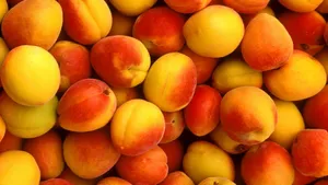 Newly Harvest Fresh Nectarine Wallpaper