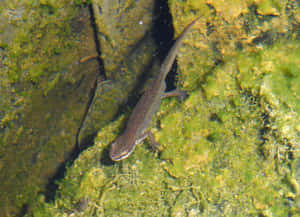 Newtin Natural Habitat.jpg Wallpaper