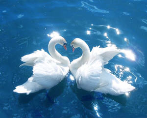 Nice Swans In The Lake Wallpaper