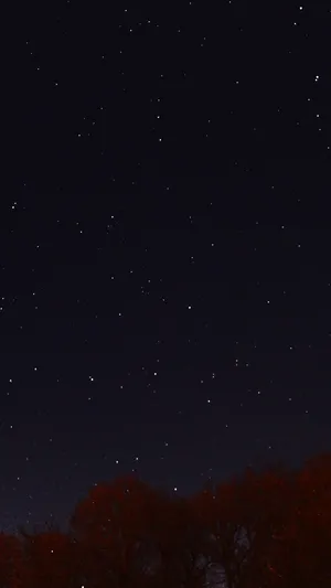 Night Sky Dark Star Lights Tree Nature Android Wallpaper - Android Wallpaper