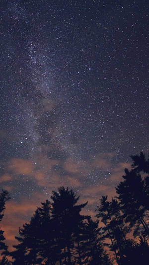 Night Sky Stars Milkyway Wood Nature Blue Android Wallpaper Wallpaper