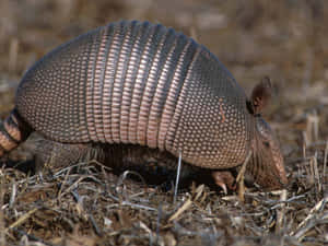 Nine Banded Armadilloin Habitat.jpg Wallpaper