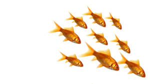 Nine Common Goldfish Wallpaper