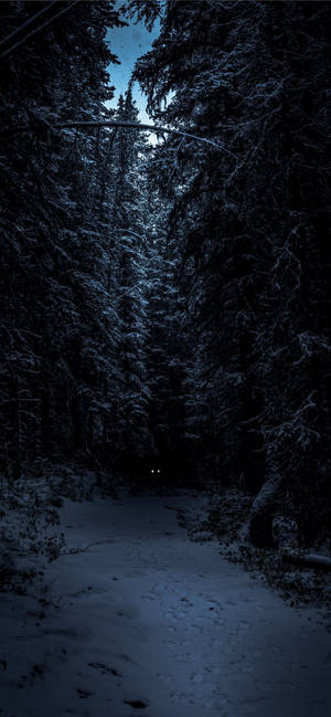 Nocturnal Dark Winter Forest Iphone Wallpaper