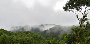 North Western Ghats Rainforest Wallpaper