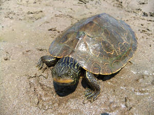 Northern Map Turtle On Muddy Shore Wallpaper