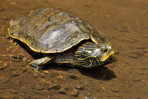 Northern Map Turtle Resting On River Wallpaper