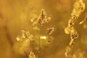 Nostalgic Golden Plants Wallpaper