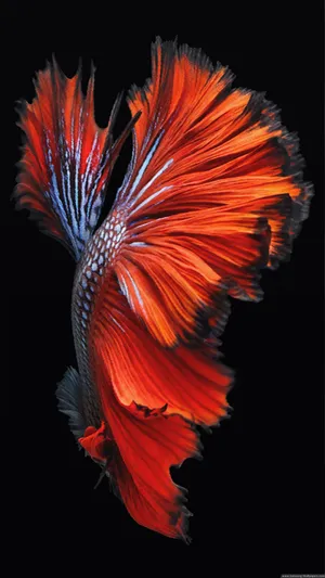 Note 10 Betta Fish Wallpaper