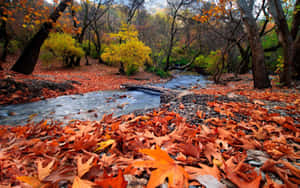 November Fall Leaves On Road Wallpaper