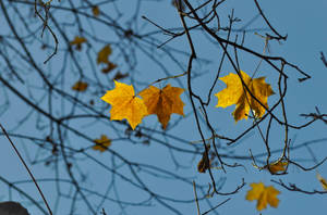 November Sky Yellow Leaves Wallpaper