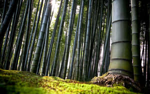 Numerous Bamboo Forest Trees Wallpaper