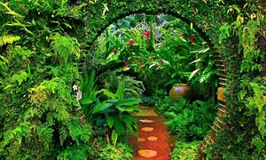 Nurture Your Love For Nature With This Cute Aesthetic Plant. Wallpaper