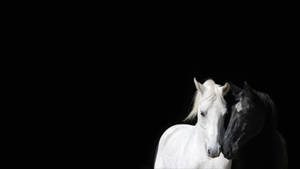 Nuzzling White And Black Horses Wallpaper