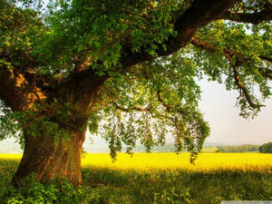 Oak Tree Yellow Field Wallpaper