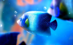 Ocean Blue Fish Wallpaper
