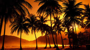 Ocean Palm Trees Maracas Beach Wallpaper