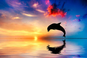Ocean With Dolphin Wallpaper
