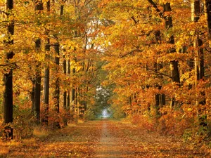 October Fall Yellow Avenue Wallpaper
