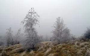 October Fog Frost Trees Wallpaper