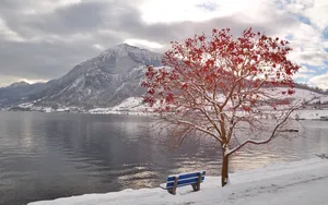 October Snow Tree Lake Wallpaper