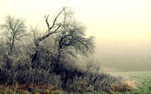 October Tree Grass Frost Wallpaper