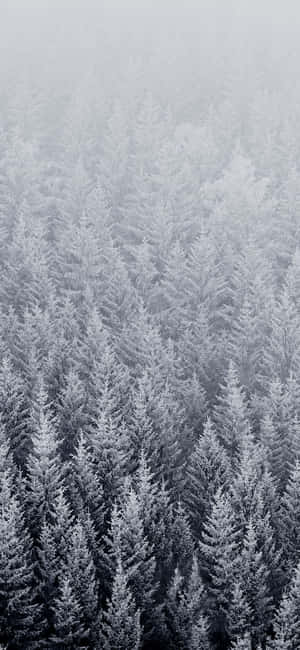 Old Winter Pine Forest Wallpaper