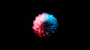 Oled 4k Red And Blue Flower Wallpaper