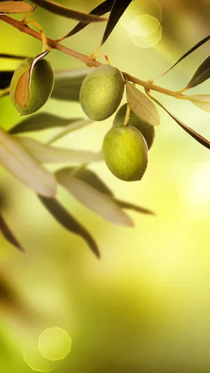 Olive Tree Fruit Hd Wallpaper