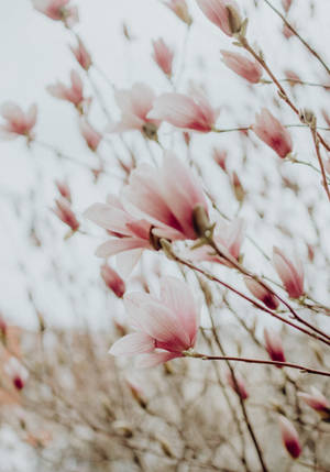 Ombre Pink White Flowers Wallpaper
