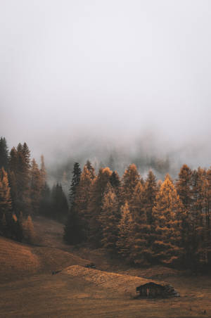 Ominous Forest In The Fall Wallpaper