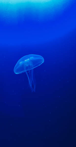 One Blue Jellyfish Wallpaper