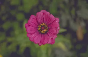 One Dark Pink Flower Wallpaper