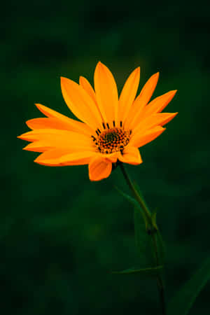 One Orange Flower Over Dark Background Wallpaper