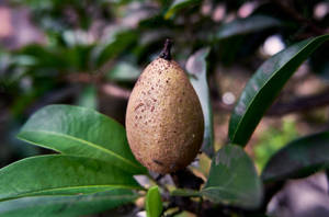 One Sapodilla Fruit Oblong Shape Wallpaper