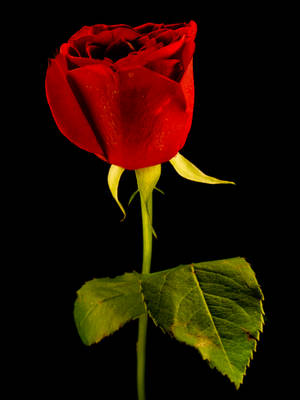 One Stem Red Rose Hd Wallpaper