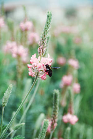 Onobrychis Viciifolia Flower Android Wallpaper