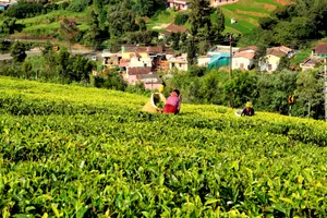 Ooty Tea Garden India Wallpaper