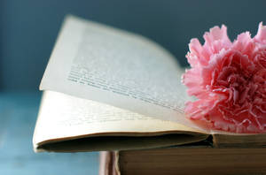 Open Book And Carnation Wallpaper