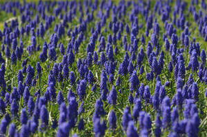 Open Grape Hyacinth Fields Wallpaper