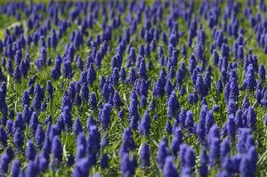 Open Grape Hyacinth Fields Wallpaper
